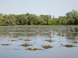 Aechmophorus grebe colony Clear Lake CA