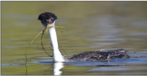 Breeding Grebe