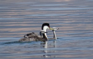 Grebe Babies by Barbara Bridges 1