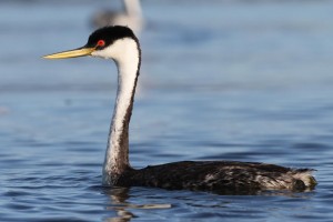 Grebe