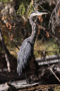 Great Blue Heron