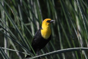 Yellow-headed Blackbird