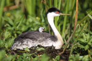 Grebe baby on mom's back