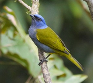 Blue-capped Tanager