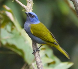 Blue-capped Tanager