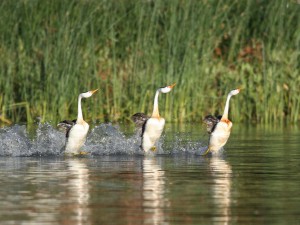 Clarks Grebe Courtship