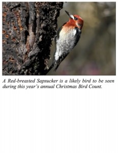 Red Breasted Sap Sucker