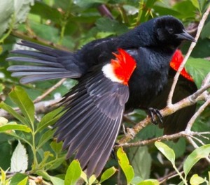 displaying male