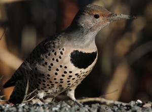 Northern Flicker