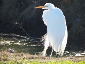 Egret