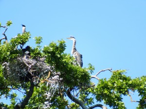 heron wind picking up