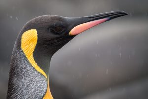 king-penguin-3583