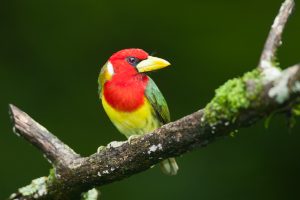 Red-headed Barbet (m) - Suamox, Ecuador