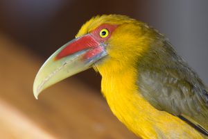 saffron-toucanet-2