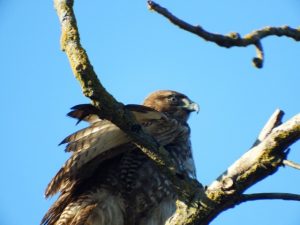 red-tailed-hawk