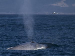 blue-whale-fort-bragg-pelagic-men-09-15-13-208769-1