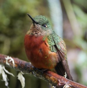 Chestnut-breasted Coronet