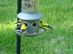 GoldFinch Party3