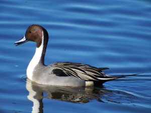 northern-pintail