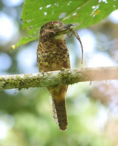 Puffbird, Barred