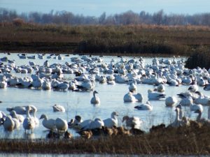 snow-geese