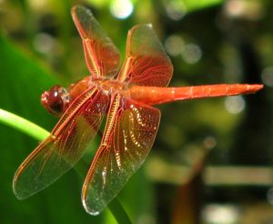 1 Flame Skimmer Dragonfly