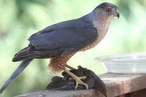 Adult male Coopers Hawk courtesy of Brad Barnwell