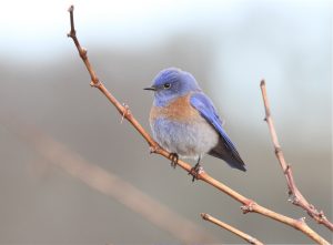 Western Bluebird by Brad Barnwell