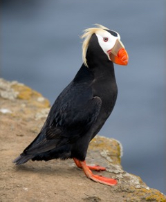 Tufted Puffin