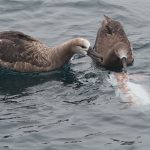 Black-footed-Laysan-Albatross.j