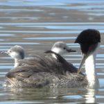 Western Grebe, P. Smithstan